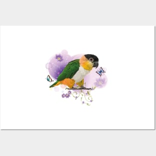 caique Posters and Art